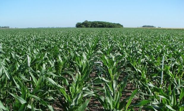 La fertilización es una de las vías por las que se puede mejorar la productividad del cultivo de maíz.