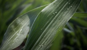 La tecnología súper innovadora que se suma al agro argentino para tener más kilos por hectárea de forma sustentable