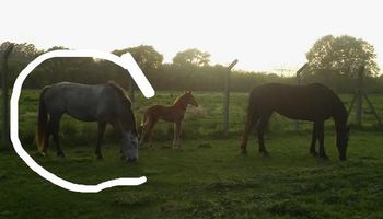 Robaron una yegua del Inta Castelar