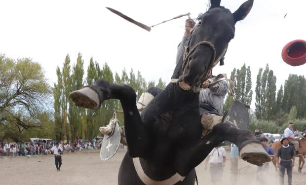 La foto de su vida: lo arrolló una yegua mientras capturaba el mejor momento de la jineteada