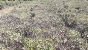Los productores de yerba mate comparan la crisis hídrica con la de 1945: “Las plantas se están muriendo”