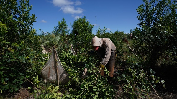 noticiaspuertosantacruz.com.ar - Imagen extraida de: https://news.agrofy.com.ar/noticia/210124/productores-misiones-advierten-medida-que-podria-detonar-sector-prodcutivo