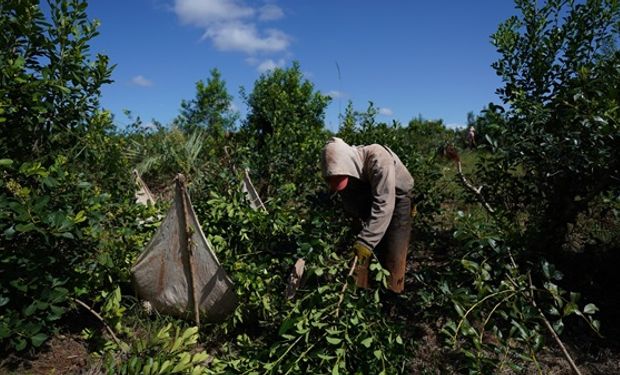 Productores de Misiones advierten sobre una medida que podría “detonar el sector prodcutivo”