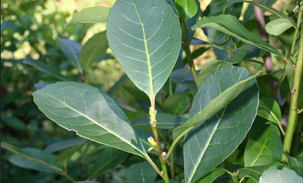 El Gobierno publicó nuevos parámetros para regular la calidad de la yerba mate