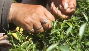 La crisis yerbatera golpea a la producción y frenan la cosecha hasta nuevo aviso