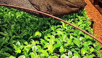 Senasa potencia la protección sanitaria de la yerba mate en Misiones