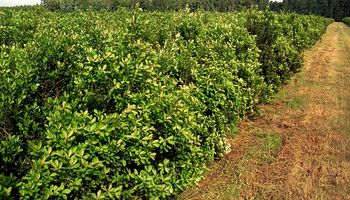 Se conformó la mesa de competitividad de la cadena de la yerba mate