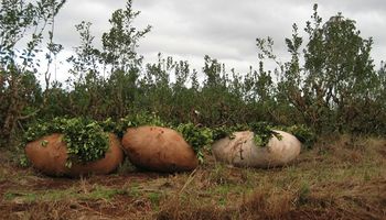 El ajuste anual por inflación para los productores de yerba se determinó en 16,7%