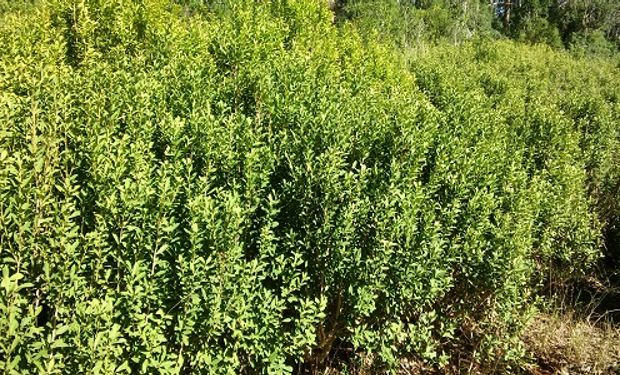 Se trata de una especie afín a la yerba mate, originaria de Misiones y Brasil, que suele estar poco afectada por plagas y enfermedades.