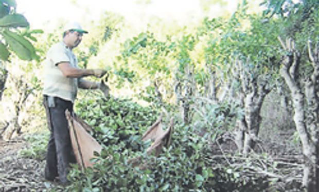 Yerba mate: deciden hoy si aumenta materia prima