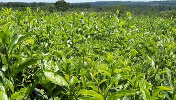 Rige el nuevo régimen de reintegro a las exportaciones de yerba mate