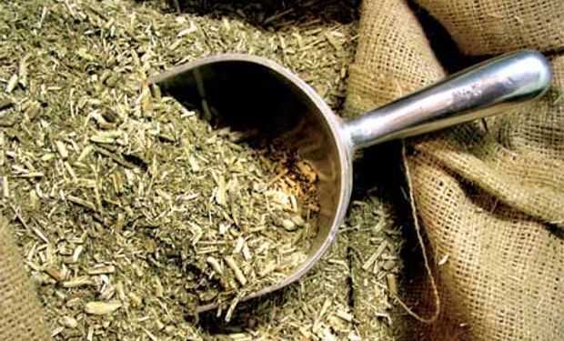 Crece el precio de exportacin de la yerba mate | Agrofy News