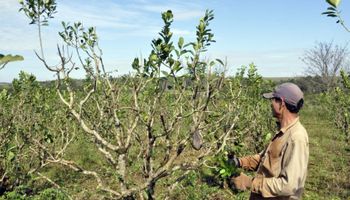 Productores de yerba mate piden que se deje de plantar y se fijen cupos