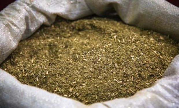 Yerba mate: Argentina exportó la menor cantidad de los últimos ocho años