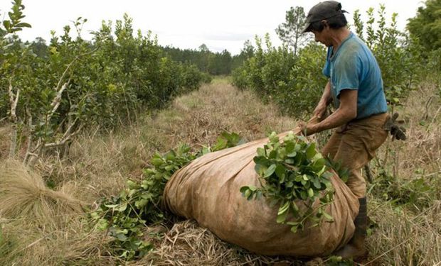 El Gobierno fijó un nuevo precio para la yerba mate 