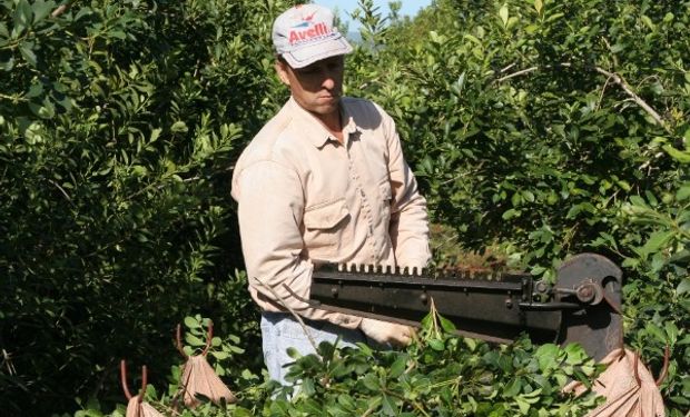 Condiciones de trabajo para la actividad yerbatera.