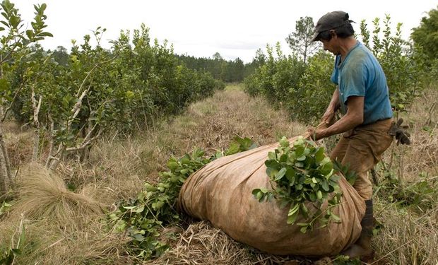 Productores yerbateros de Misiones.