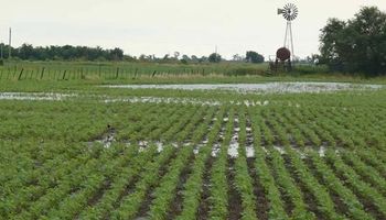 Las lluvias generalizan los excesos hídricos en plena cosecha: cuándo mejora el tiempo y qué dice el pronóstico para el agro