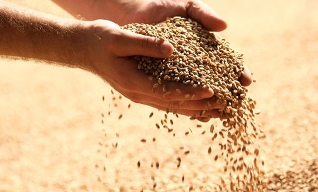 Con inteligencia artificial proyectan duplicar la producción de granos en el país en los próximos 10 años