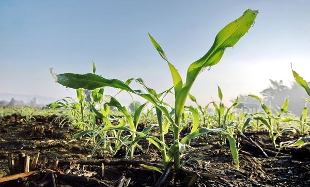 Verdesian realiza ensayos desde hace un año en la Argentina y ahora comenzó el plan de expansión con tres líneas de productos.