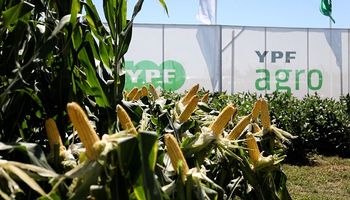 Maíz y soja: las variedades de Illinois que YPF Agro presentó en Expoagro 2022
