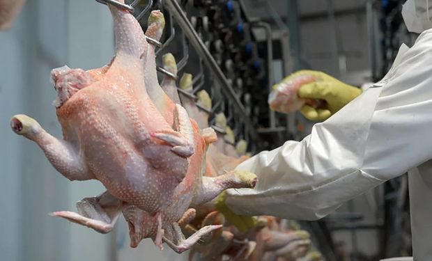 Argentina exportará carne aviar a Corea