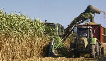 Autorizan ensayos a campo de una variedad de caña de azúcar transgénica tolerante a la sequía