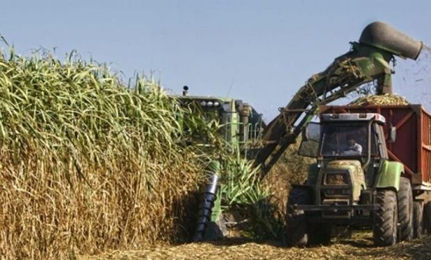 Autorizan ensayos a campo de una variedad de caña de azúcar transgénica tolerante a la sequía