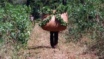 Buscan bajar informalidad en la producción de yerba