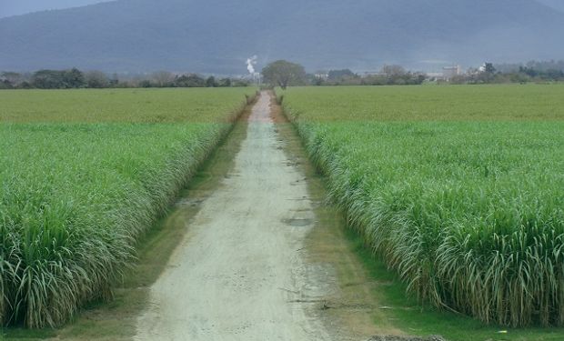 Plantación de cañaverales comerciales en la provincia de Tucumán.