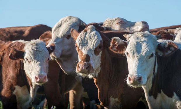 Inicio de la zafra 2021: ponen a la venta 13.000 cabezas de invernada