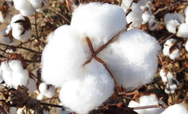 Ferramenta auxilia produtor a mitigar riscos climáticos. (Foto: Mapa)