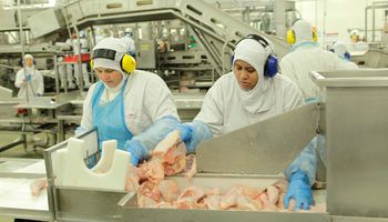 Alerta en la producción avícola: qué hay detrás de la crisis del gigante de los pollos