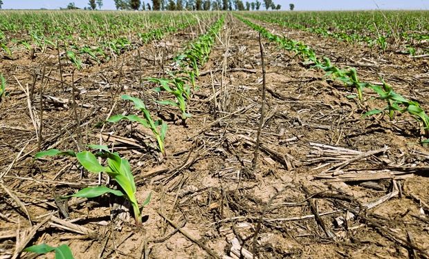 Inmobiliario rural: Córdoba aumenta el impuesto un 30 % y hay descuento por trabajar en campo propio