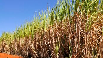 Mapa publica novo zoneamento de risco climático da cana-de-açúcar