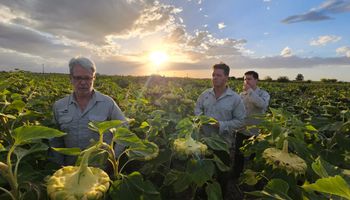 Pionero del girasol en Argentina lanza híbridos que rompen récords de rinde
