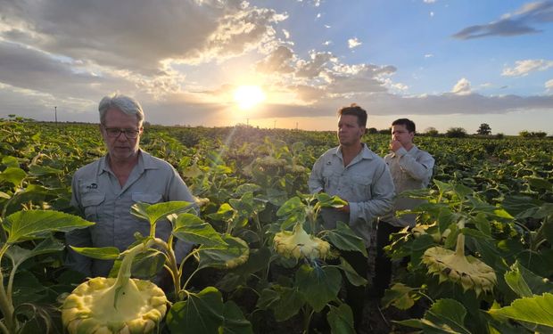 Pionero del girasol en Argentina lanza híbridos que rompen récords de rinde