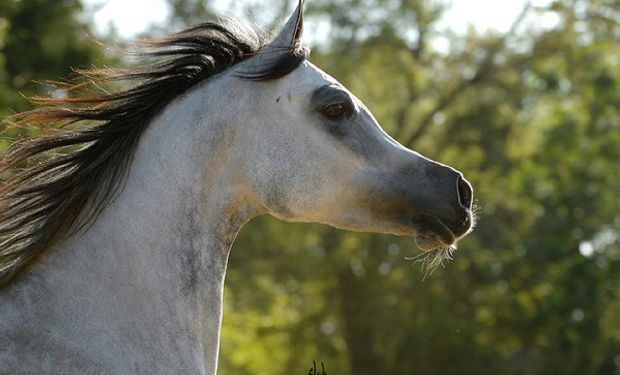 La codiciada yegua argentina que triunfa en Qatar: nació en Arrecifes y ahora vive en el haras del jeque que organizó el Mundial